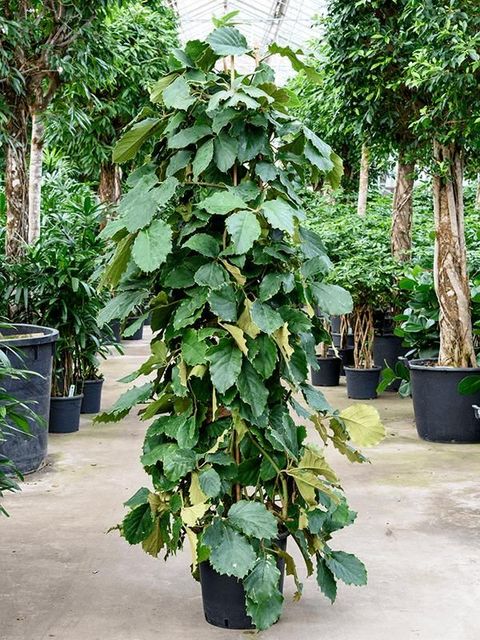 Tetrastigma voinierianum