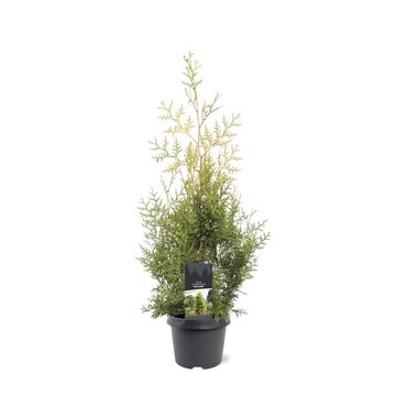 Thuja occidentalis 'Salland'