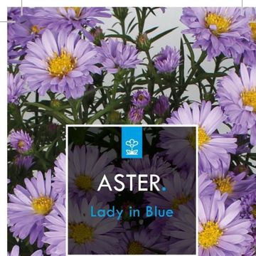 Aster 'Lady in Blue'