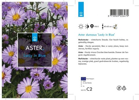 Aster 'Lady in Blue'