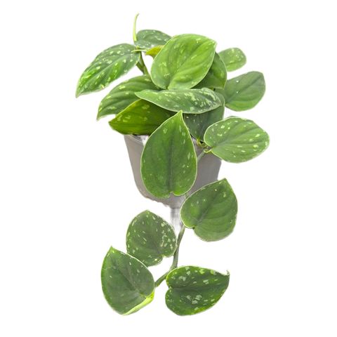 Scindapsus 'Borneo Dark'