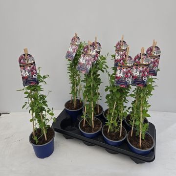 Lathyrus odoratus MIX