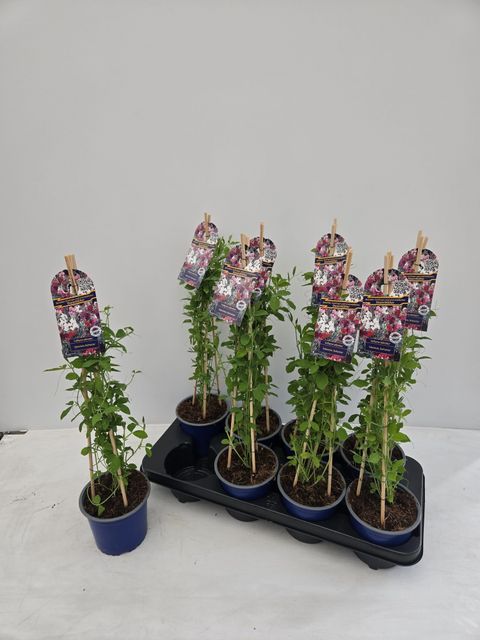 Lathyrus odoratus MIX