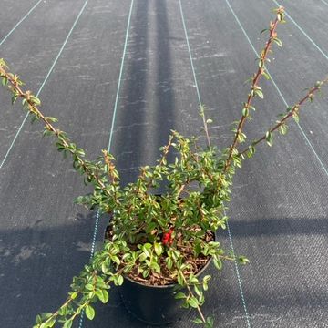 Cotoneaster x suecicus 'Coral Beauty'