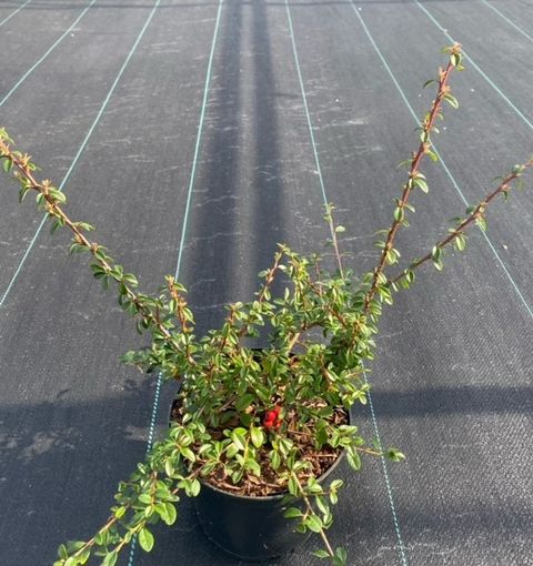 Cotoneaster x suecicus 'Coral Beauty'