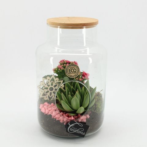 Kомпозиции Essentials Terrarium