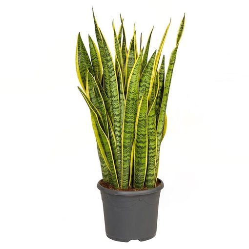 Sansevieria trifasciata 'Laurentii'