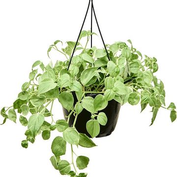 Філодендрон scandens 'Variegatum'