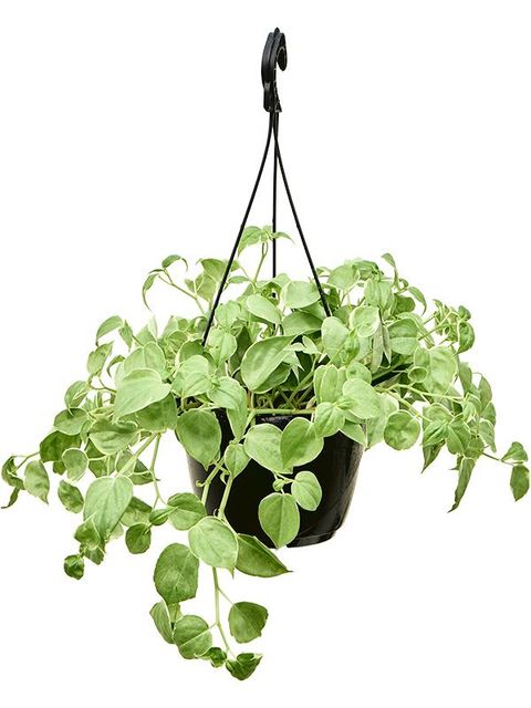 Філодендрон scandens 'Variegatum'