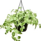 Філодендрон scandens 'Variegatum'