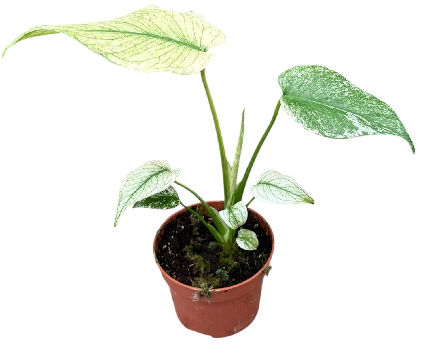 Монстера. MINT — Рослини оптом FlorAccess