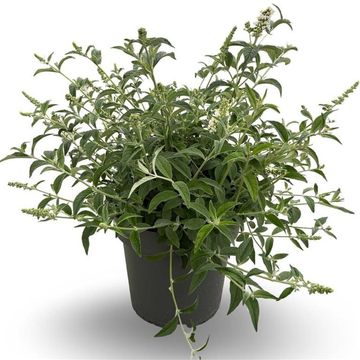 Buddleja WHITE CHIP