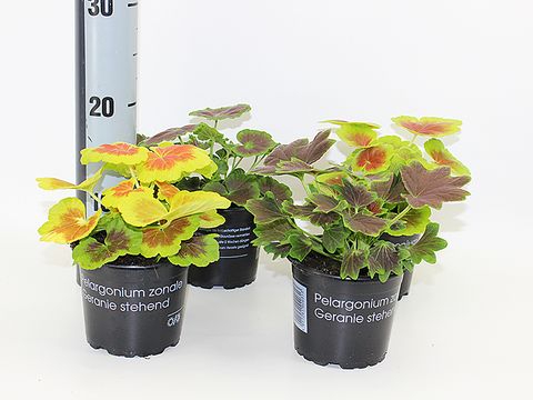 Pelargonium ZONALE MIX