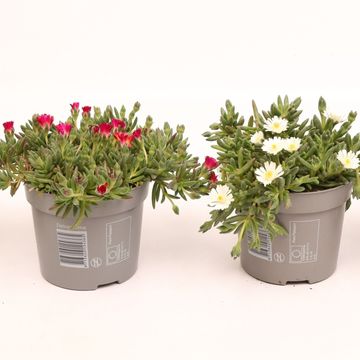 Delosperma cooperi LIDO MIX