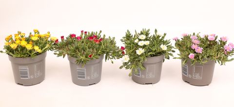 Delosperma cooperi LIDO MIX