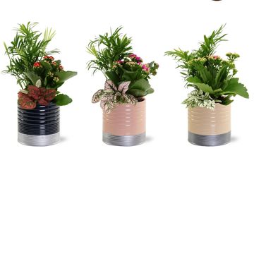 Ετοιμασίες Houseplants