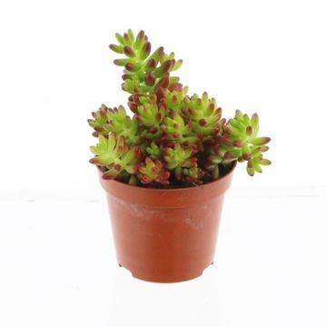 Sedum x rubrotinctum