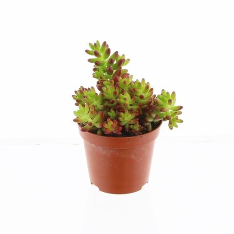 Sedum x rubrotinctum