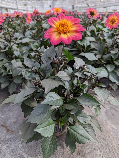 Dahlia HAPPY DAYS RED