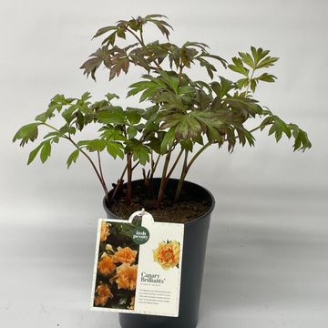 Paeonia 'Canary Brilliant'