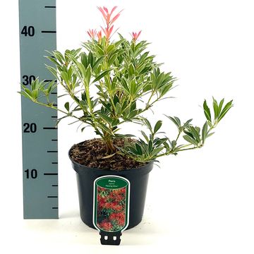 Pieris 'Flaming Silver'