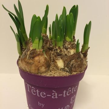 Narcissus 'Tête-à-Tête'