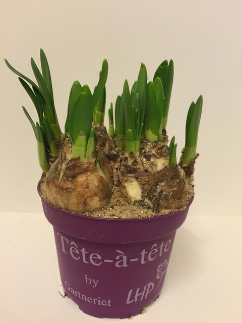 Narcissus 'Tête-à-Tête'