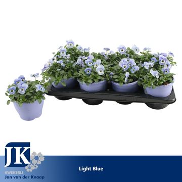 Viola LIGHT BLUE