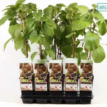 Actinidia deliciosa 'Golden Kiwi'