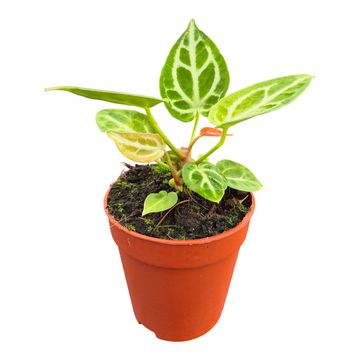 Anthurium DocBlock Anthurium Briëlle® '16' X Briëlle® '16'