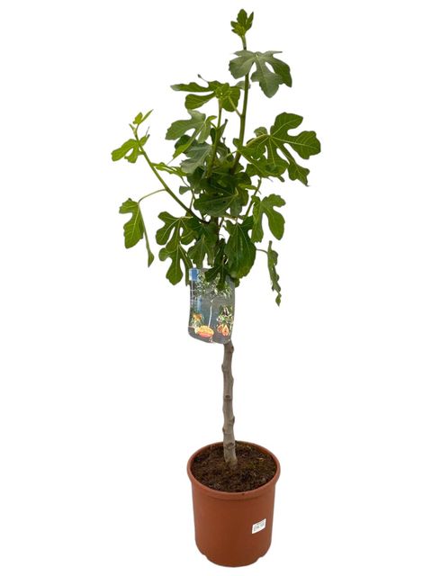 Ficus carica