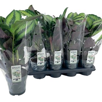 Calathea BEAUTYSTAR