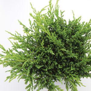 Juniperus horizontalis 'Prince of Wales' (Koekoek Potcultures, de)