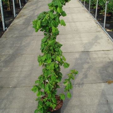 Corylus avellana 'Contorta'