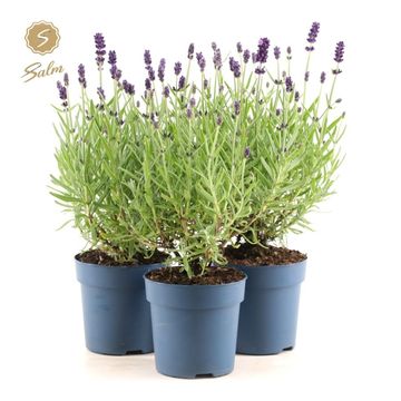 Lavandula angustifolia 'Felice'