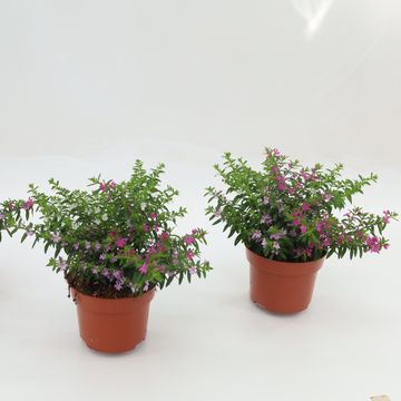 Cuphea hyssopifolia MIX IN POT