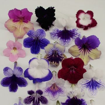 Streptocarpus MIX
