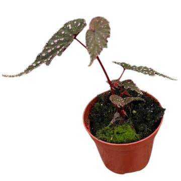 Begonia 'Sumatra Spotted'