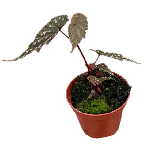 Begonia 'Sumatra Spotted'