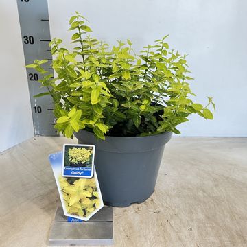 Euonymus fortunei GOLDY