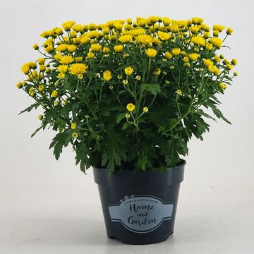 Chrysanthemum 'Jasoda Dark Yellow'