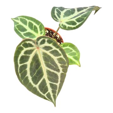 Anthurium Silver Blush Mint x Michelle