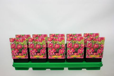 Anemone hupehensis 'Prinz Heinrich'