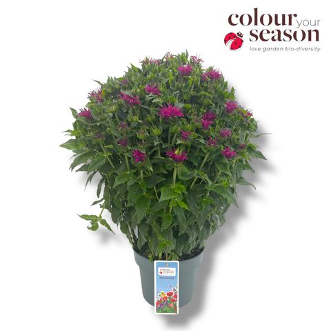 Monarda 'Grape Gumball'