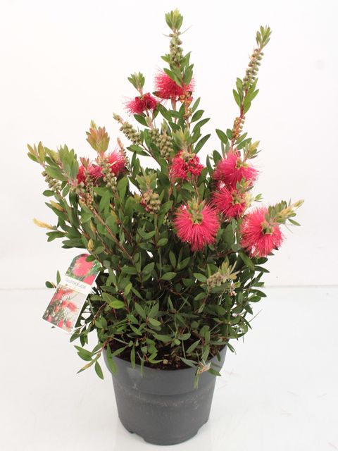 Callistemon laevis
