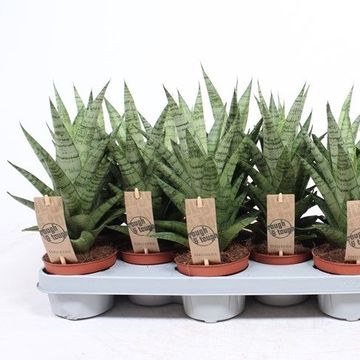 Sansevieria 'Tough Lady'