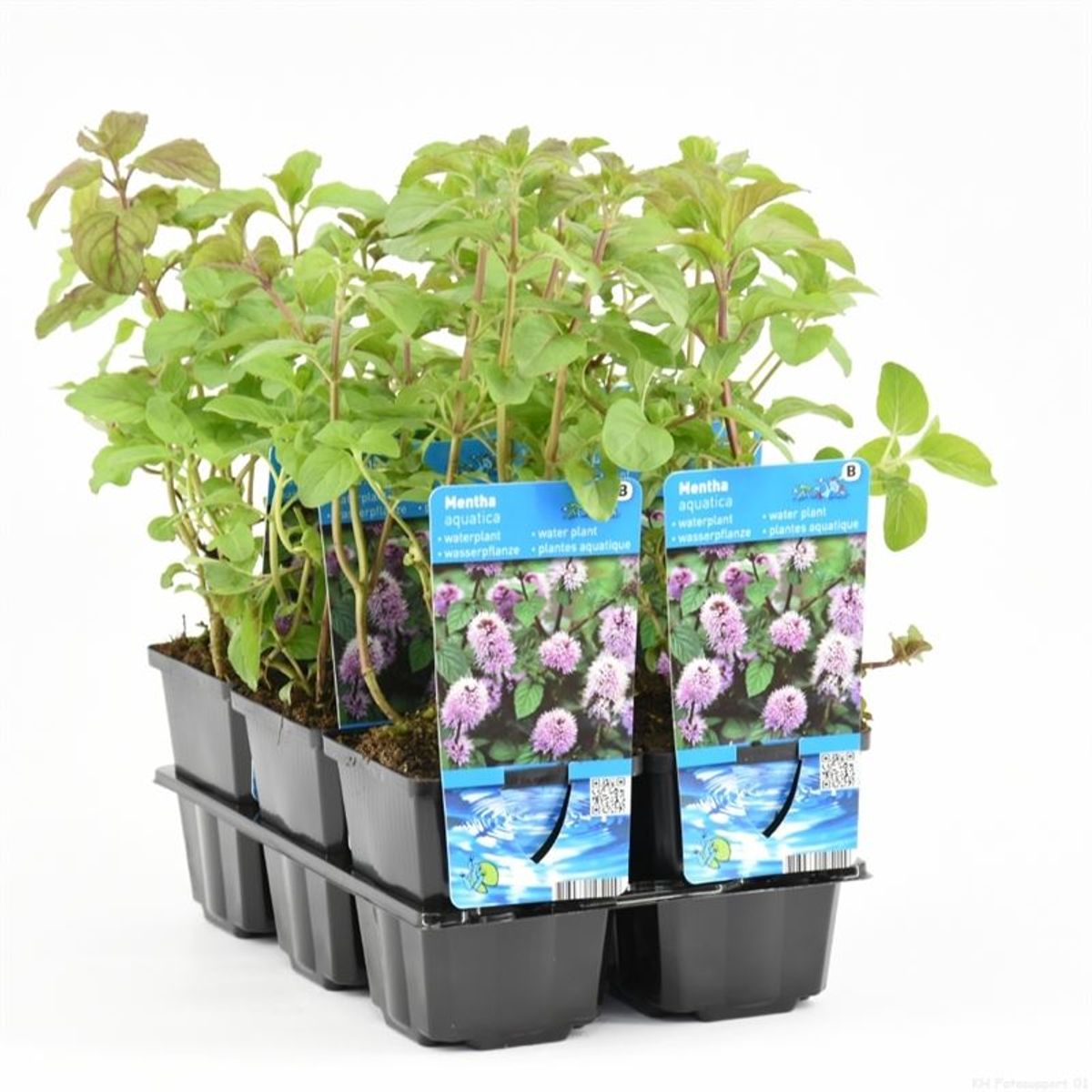 Mentha aquatica — Plant Wholesale FlorAccess