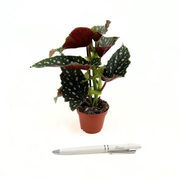 Begonia maculata 'Bubbles'