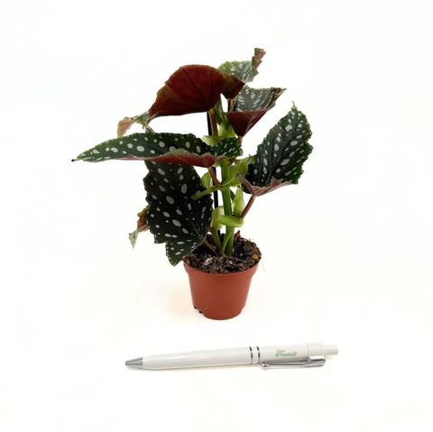 Begonia maculata 'Bubbles'