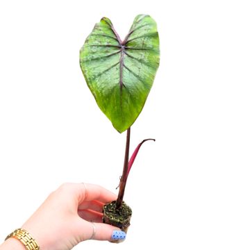 Colocasia 'Pharaoh’s Mask'
